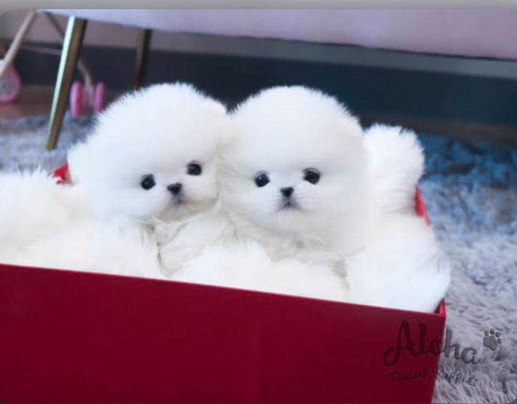 Oliver the Pomeranian